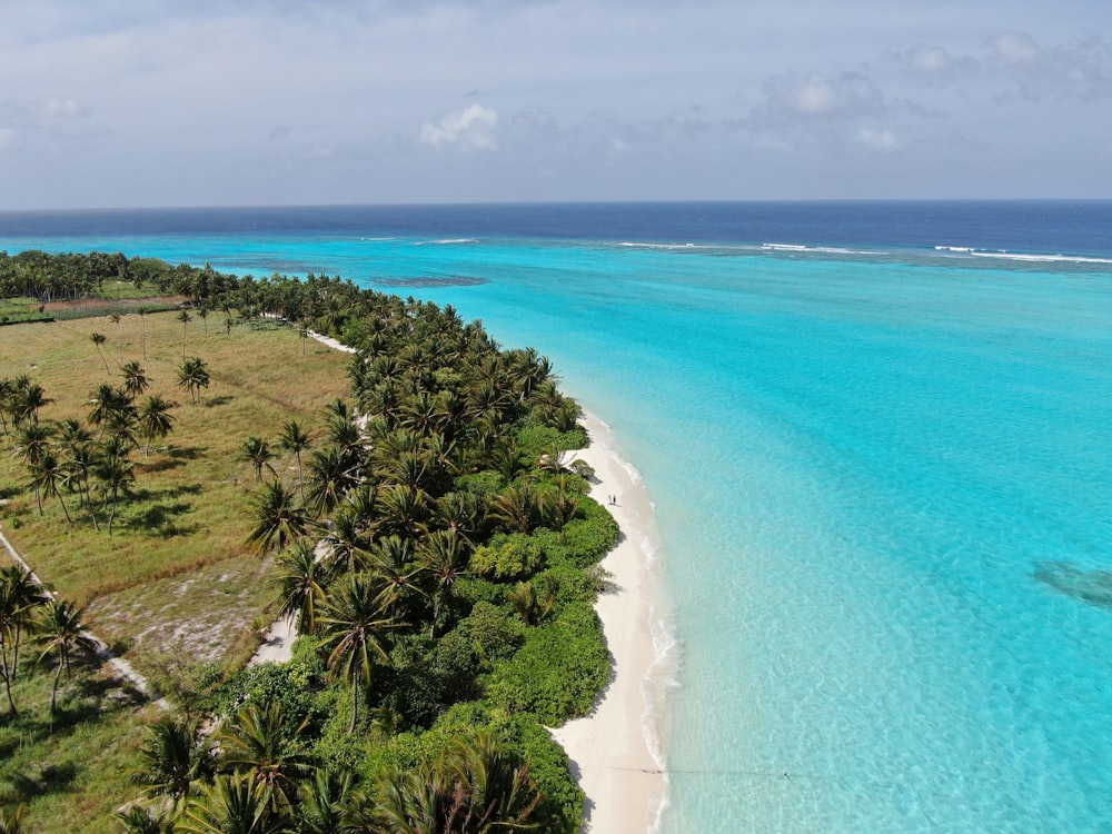 an aerial view of a beach with palm trees