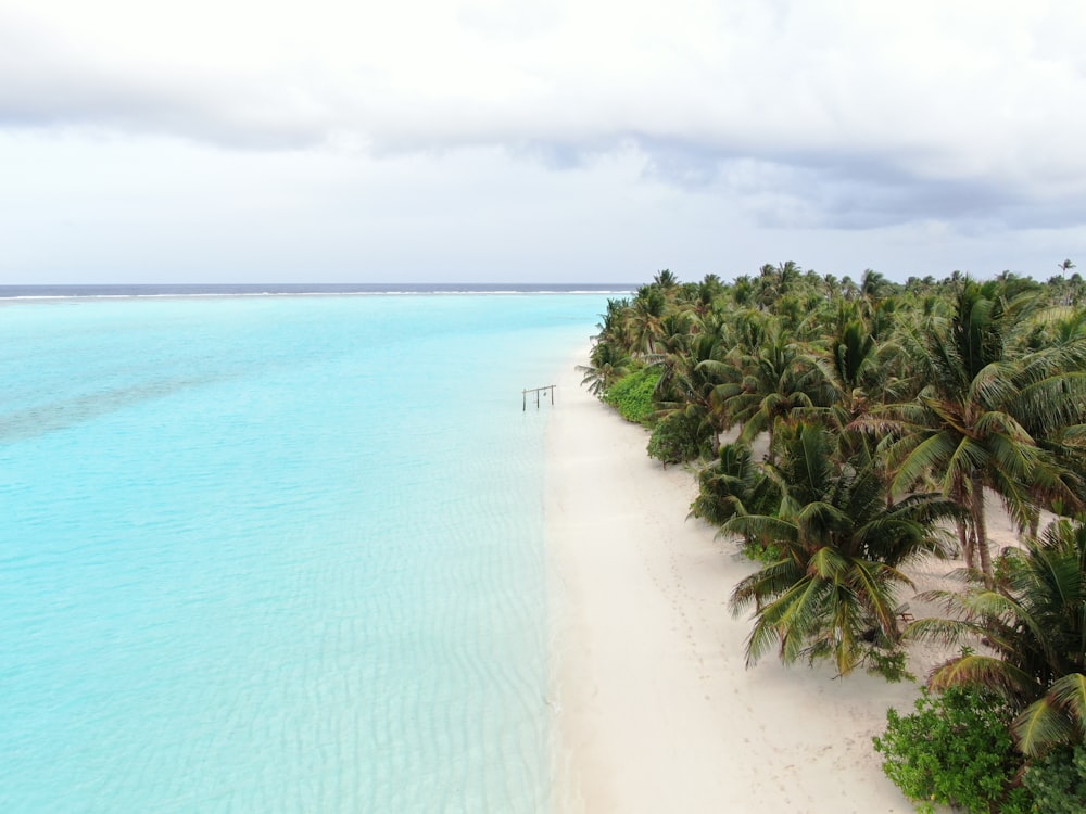 an aerial view of a beach with palm trees