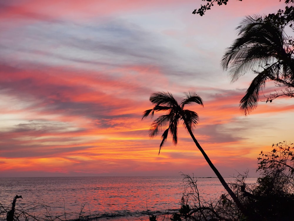 a palm tree is silhouetted against a sunset over the ocean