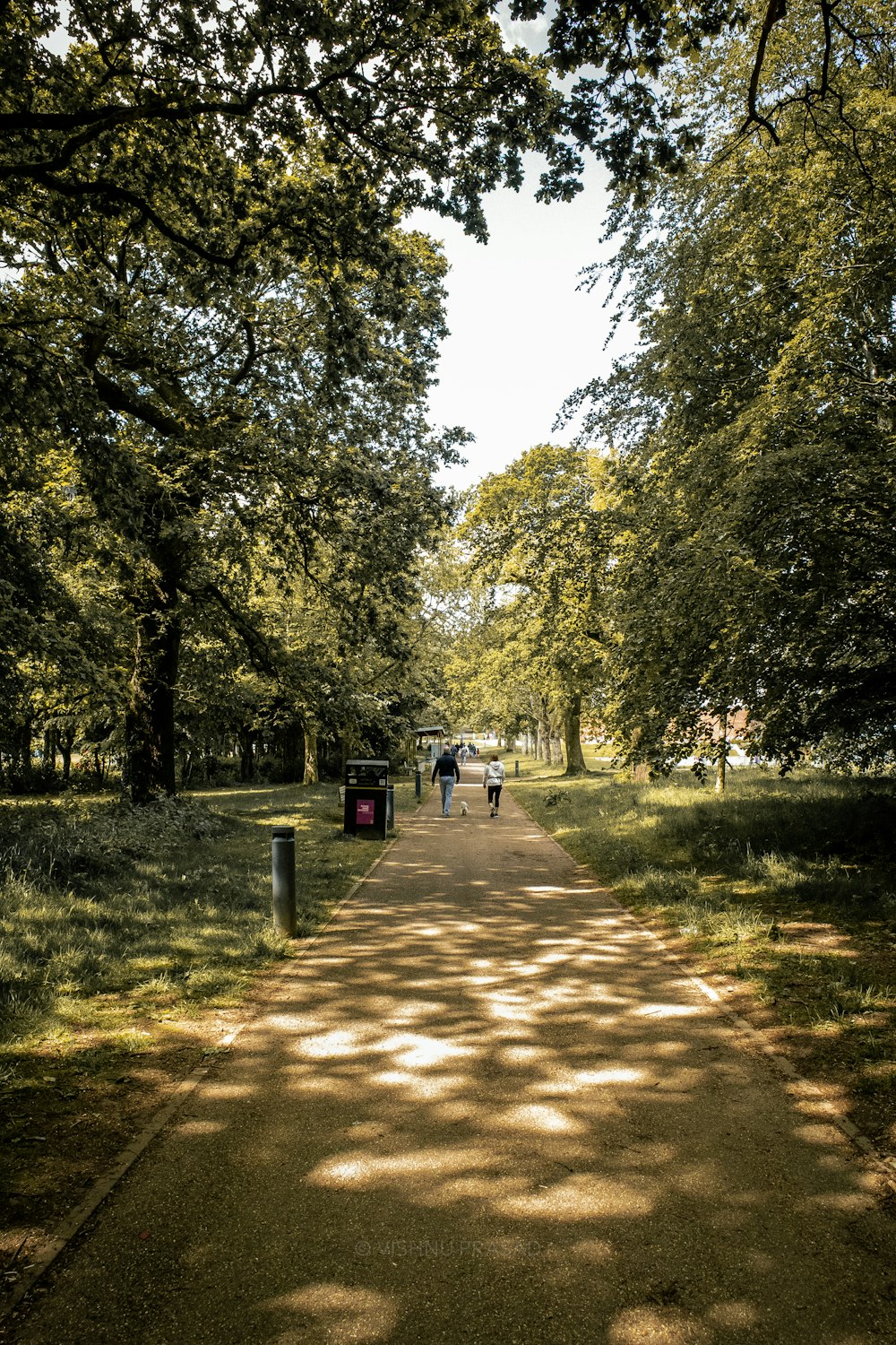 a group of people walking down a tree lined road