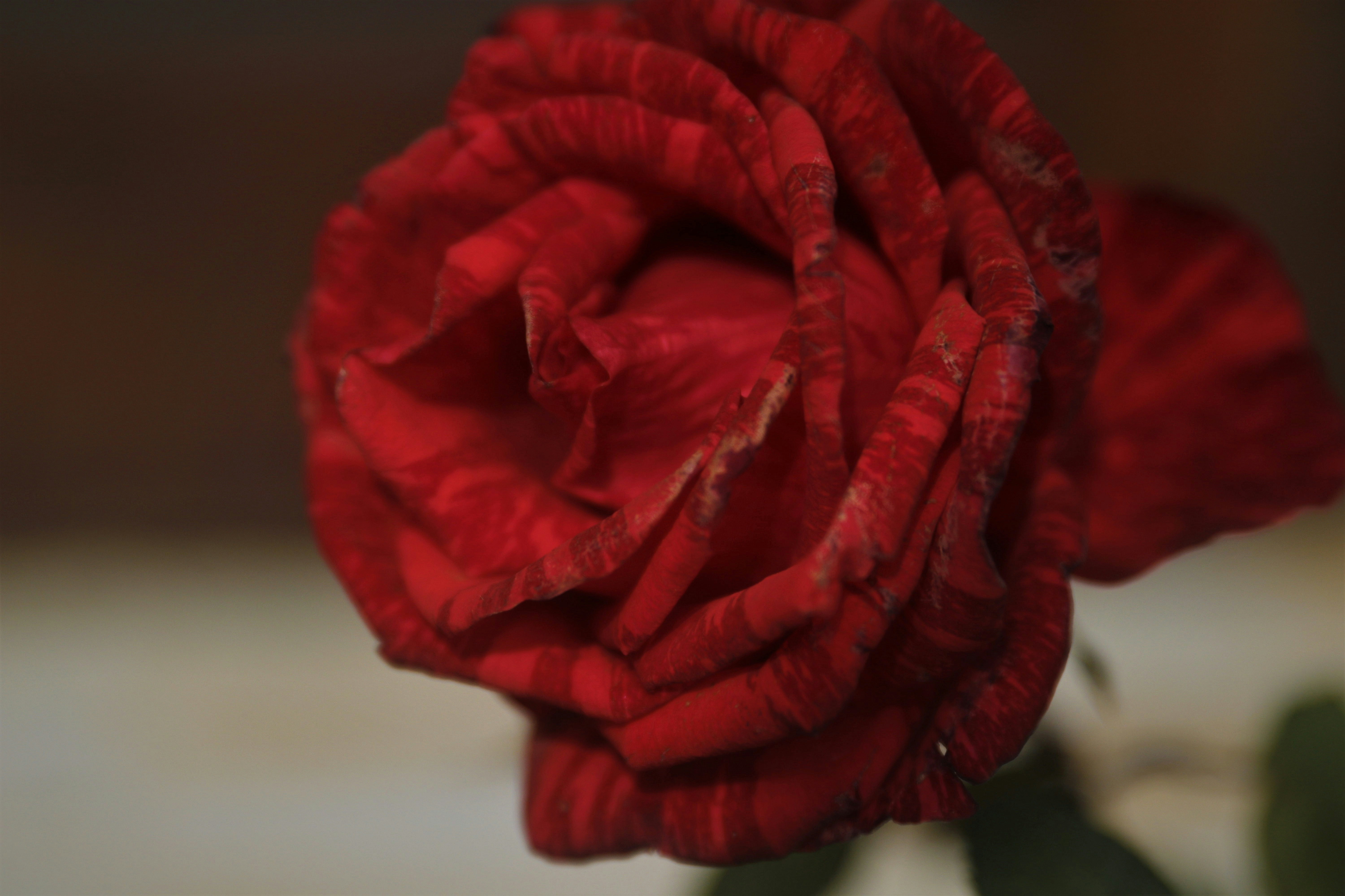 realistic Italian crepe roses showing detailed texture - custom handmade paper flowers