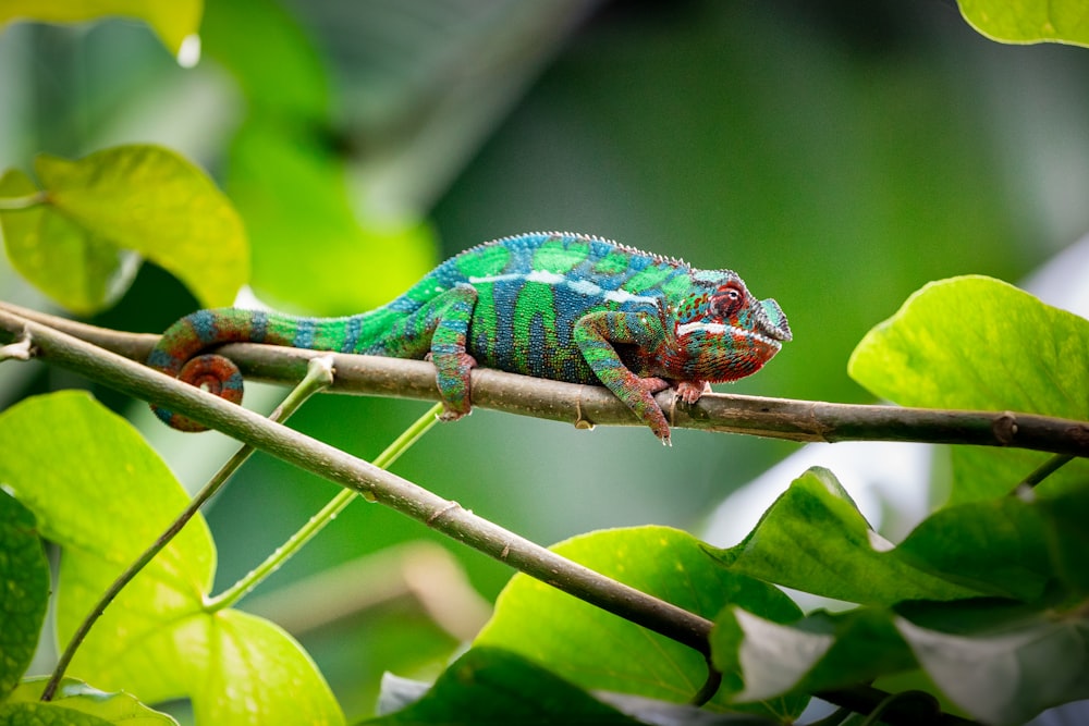 a green and blue chamelon sitting on a branch