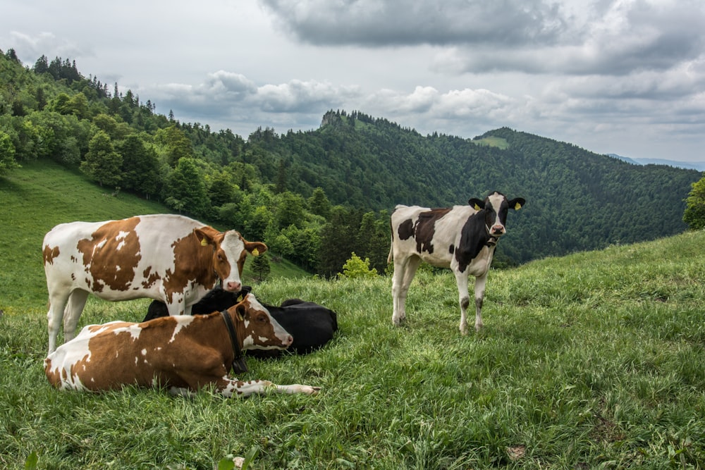 ein paar Kühe, die im Gras sitzen