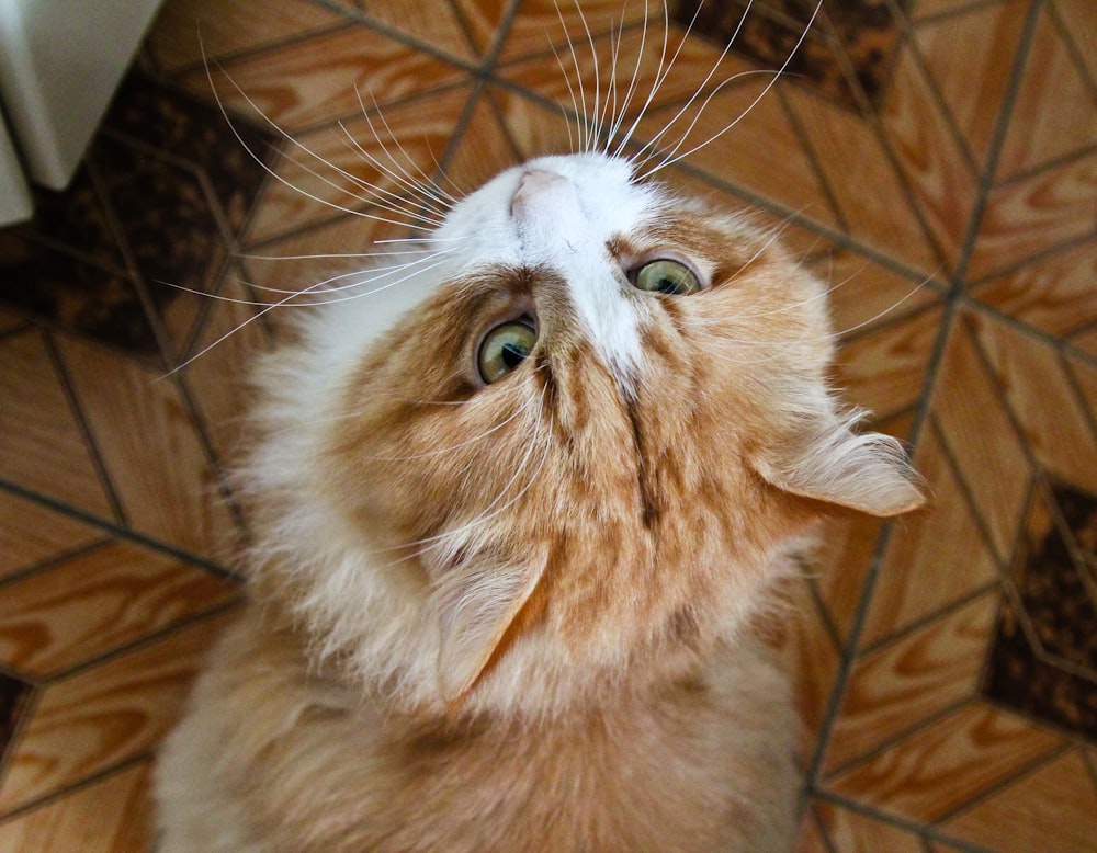 an orange and white cat looking up at something