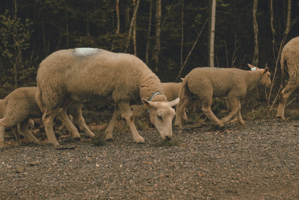 a herd of sheep walking across a dirt field