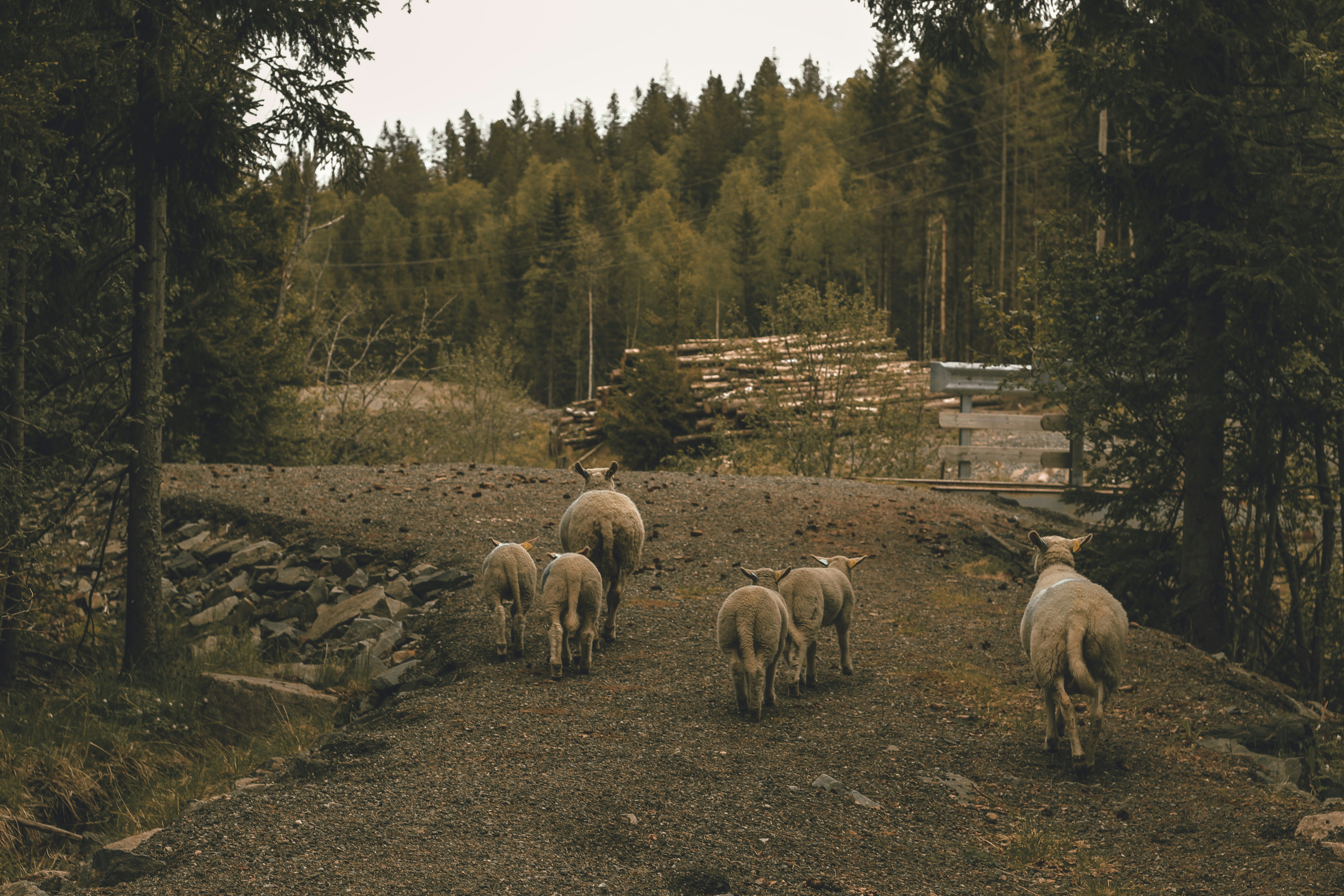 Swords in Rock Norwegia: Kisah Legenda, Keindahan Alam, dan Konektivitas Modern