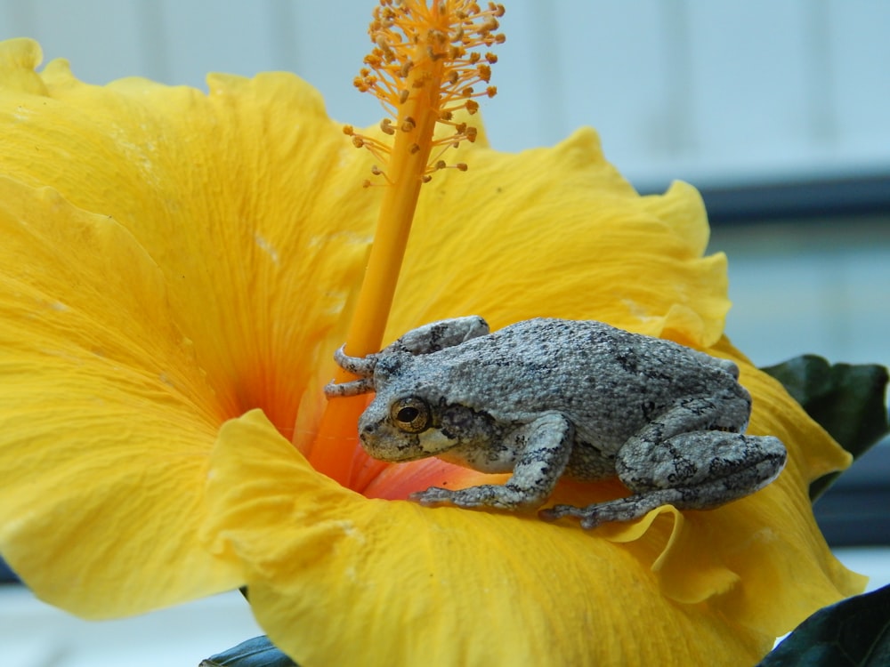 a frog sitting on top of a yellow flower
