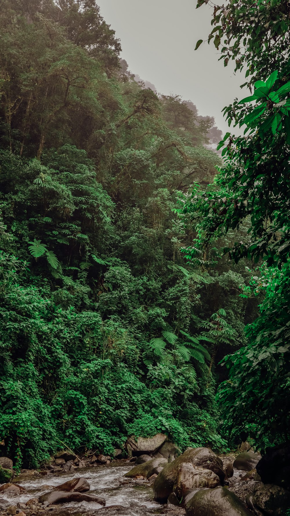 a river running through a lush green forest