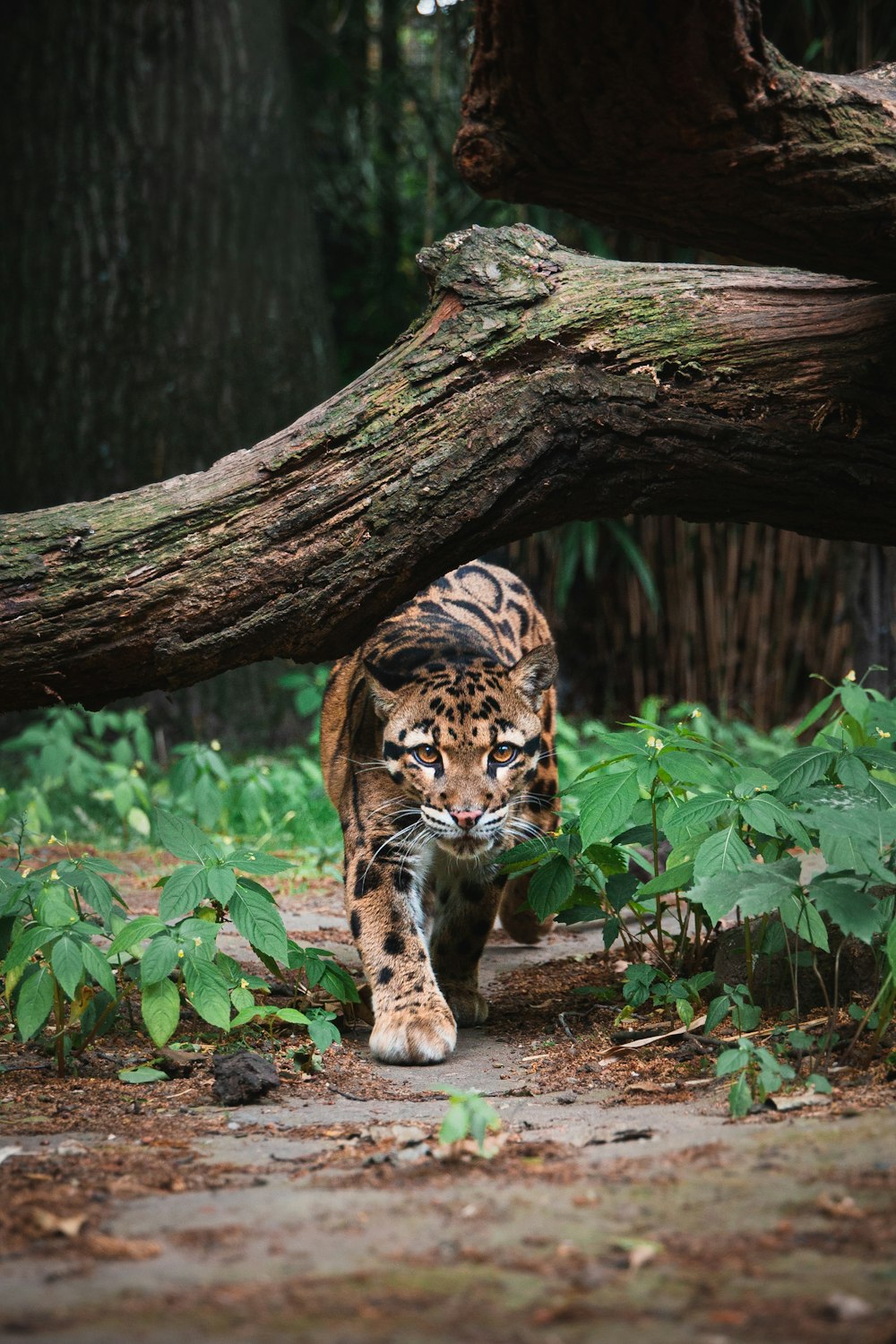 Un tigre caminando por un bosque junto a un árbol caído