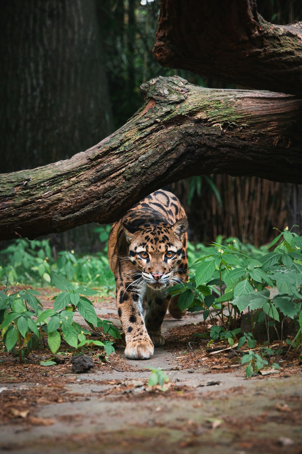 a tiger walking through a forest next to a fallen tree