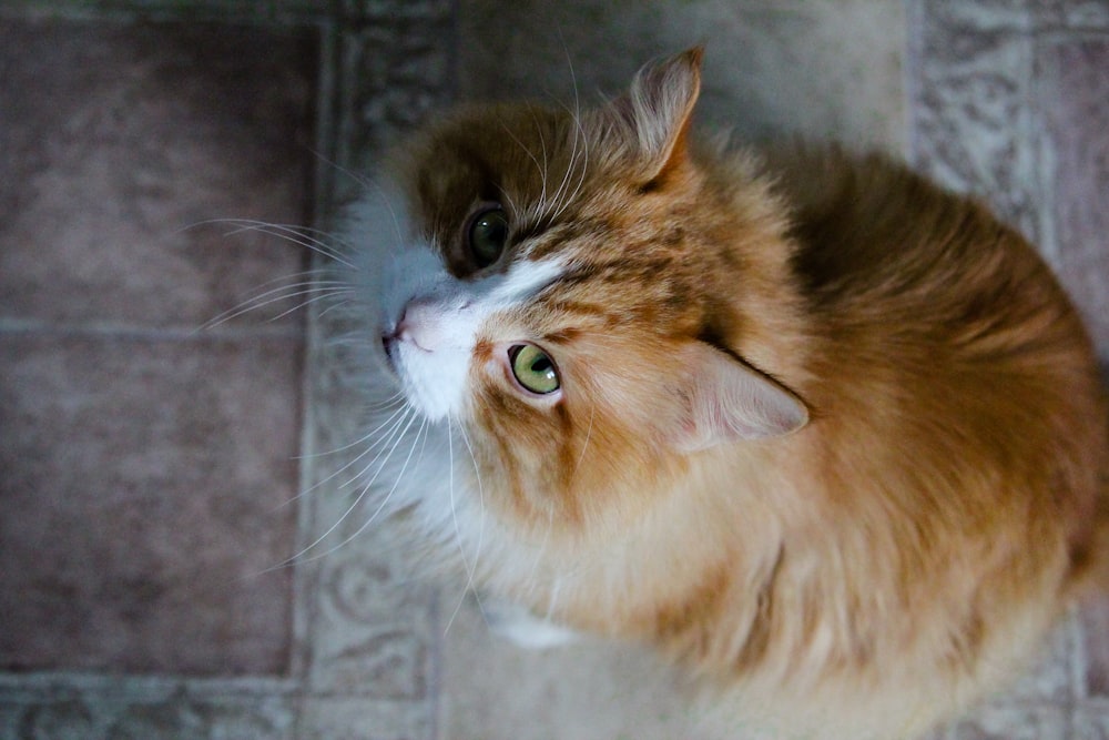 an orange and white cat sitting on a tile floor
