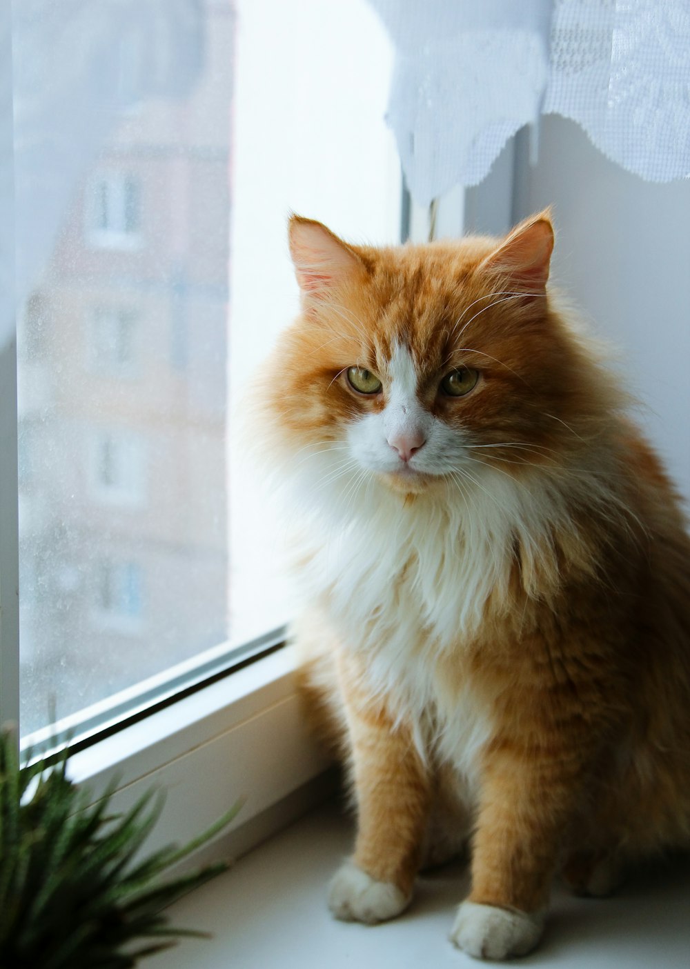 an orange and white cat sitting on a window sill