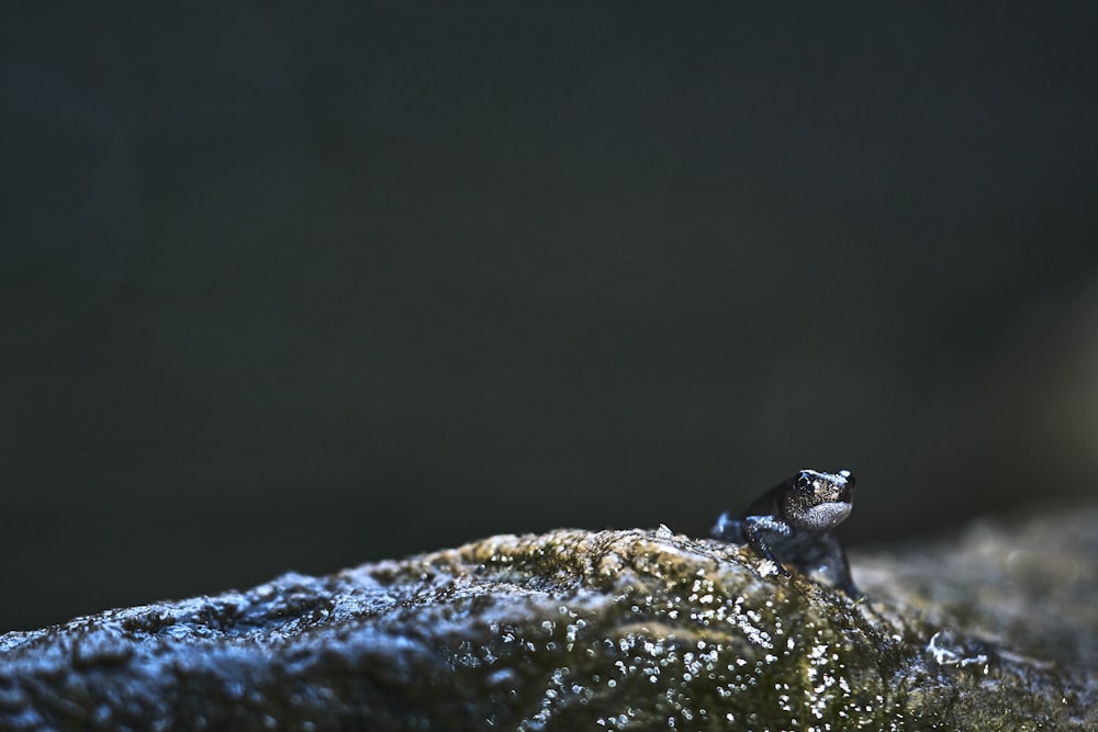 a small bird sitting on top of a moss covered rock