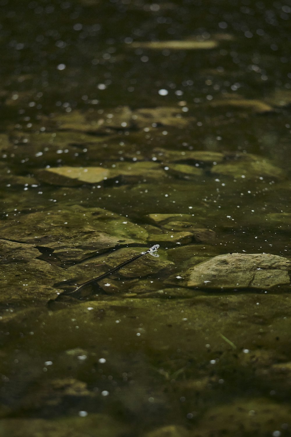 a close up of a bird in a body of water