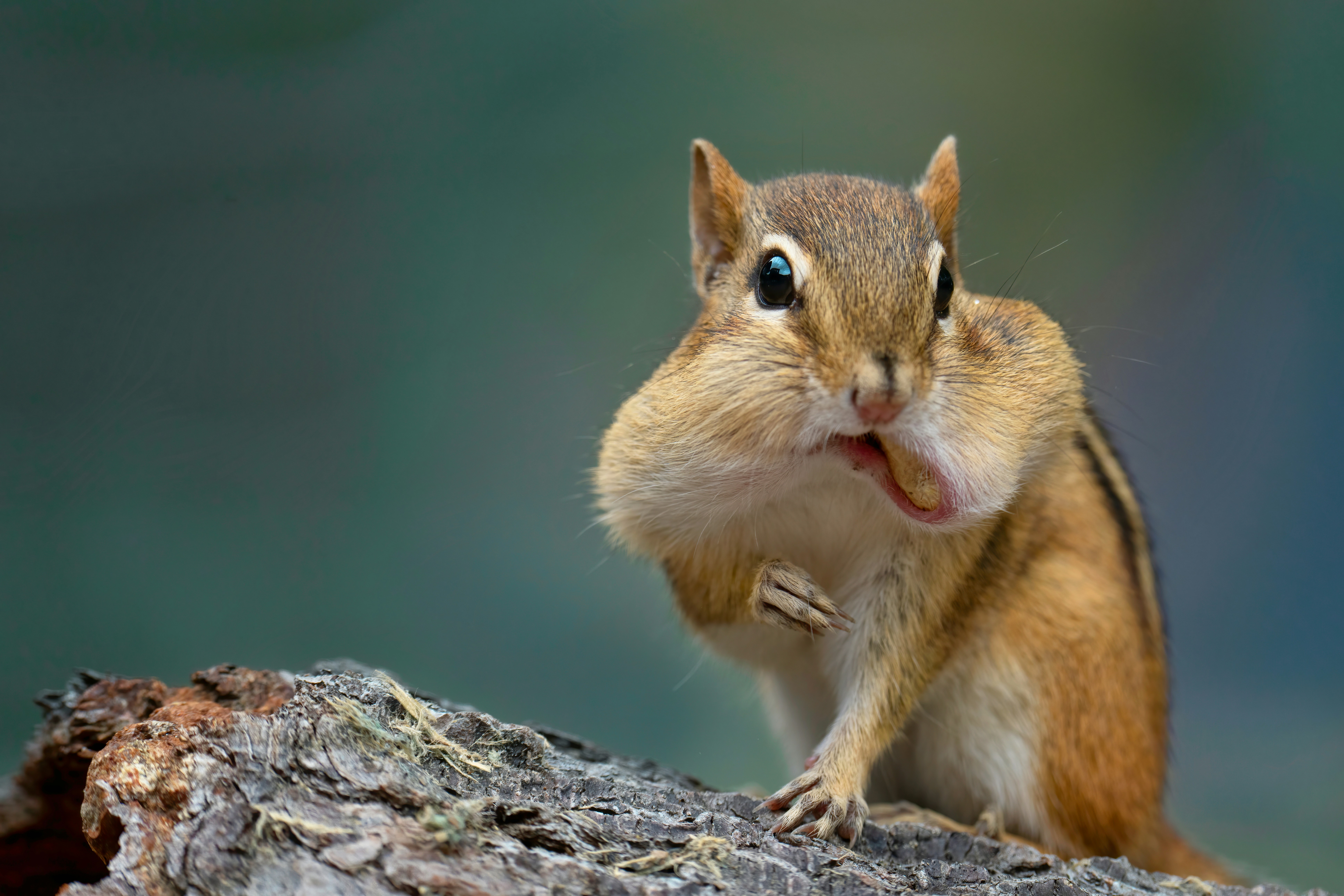 Photo by skylerewing