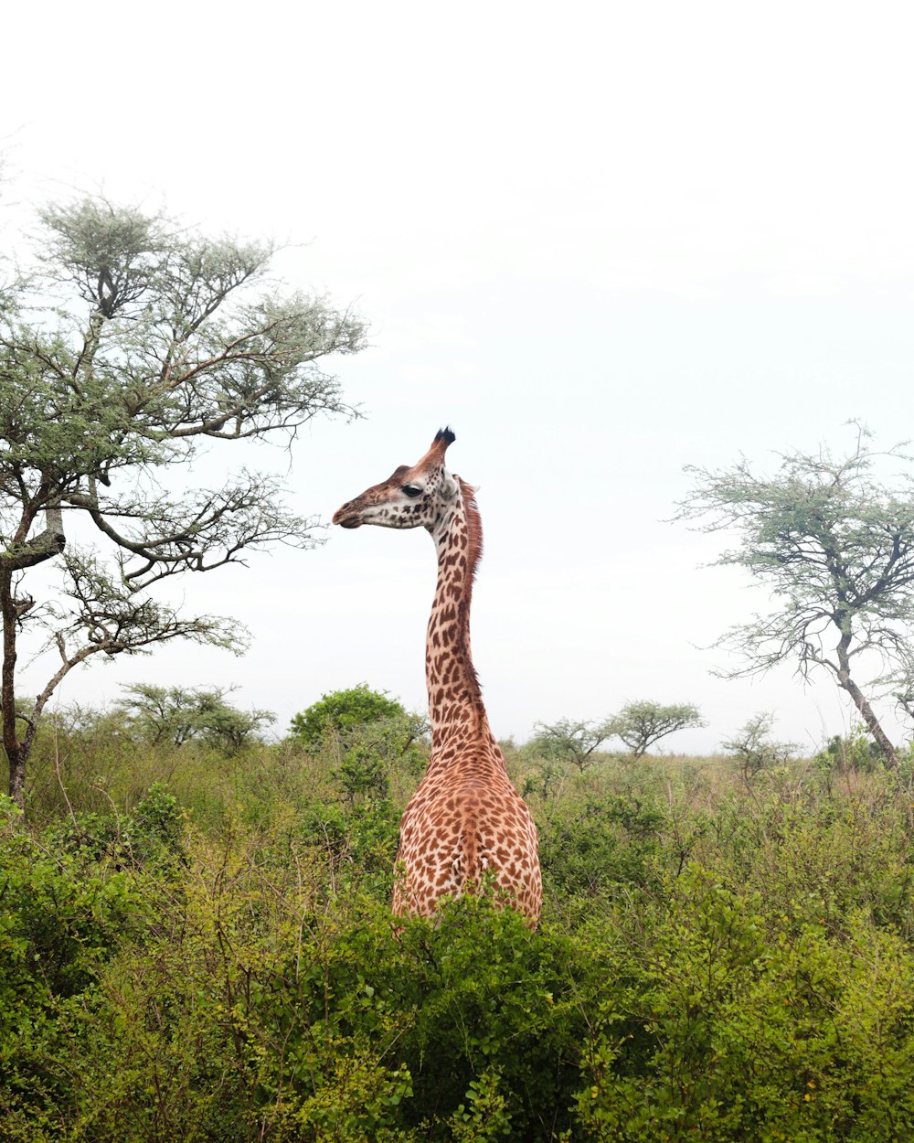 Une girafe debout au sommet d’un champ verdoyant