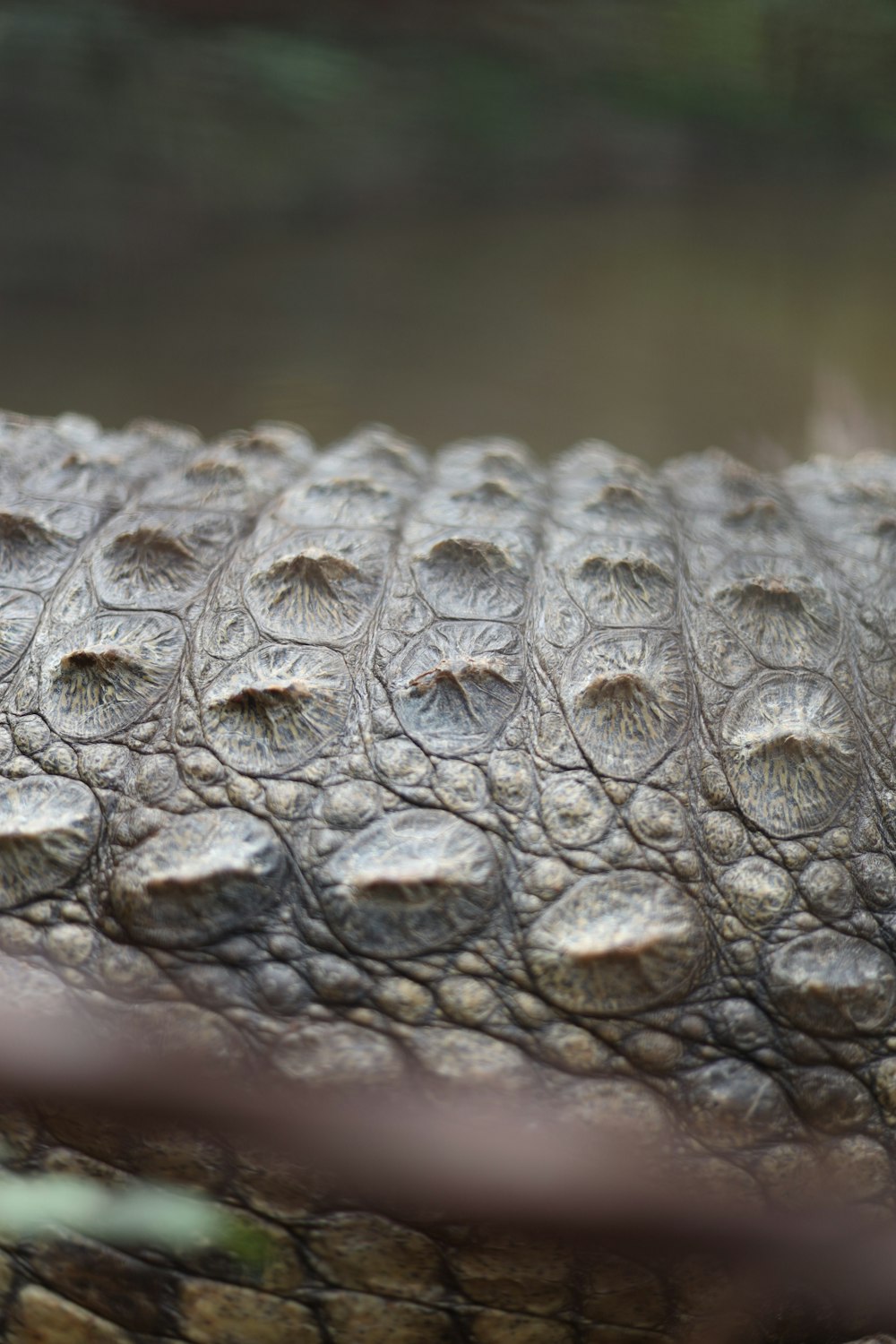 a close up of a reptile