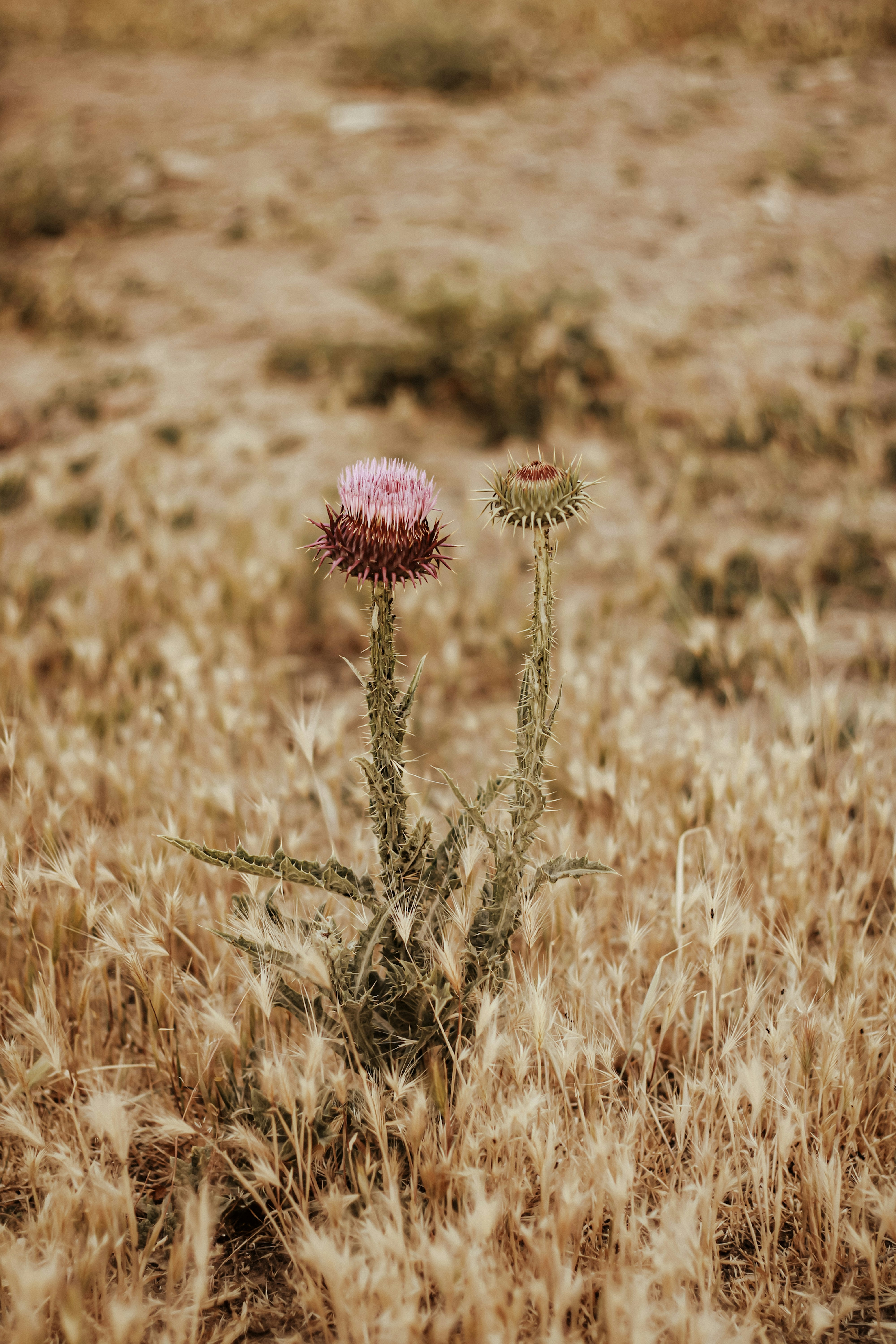 a lone flower in the middle of a field