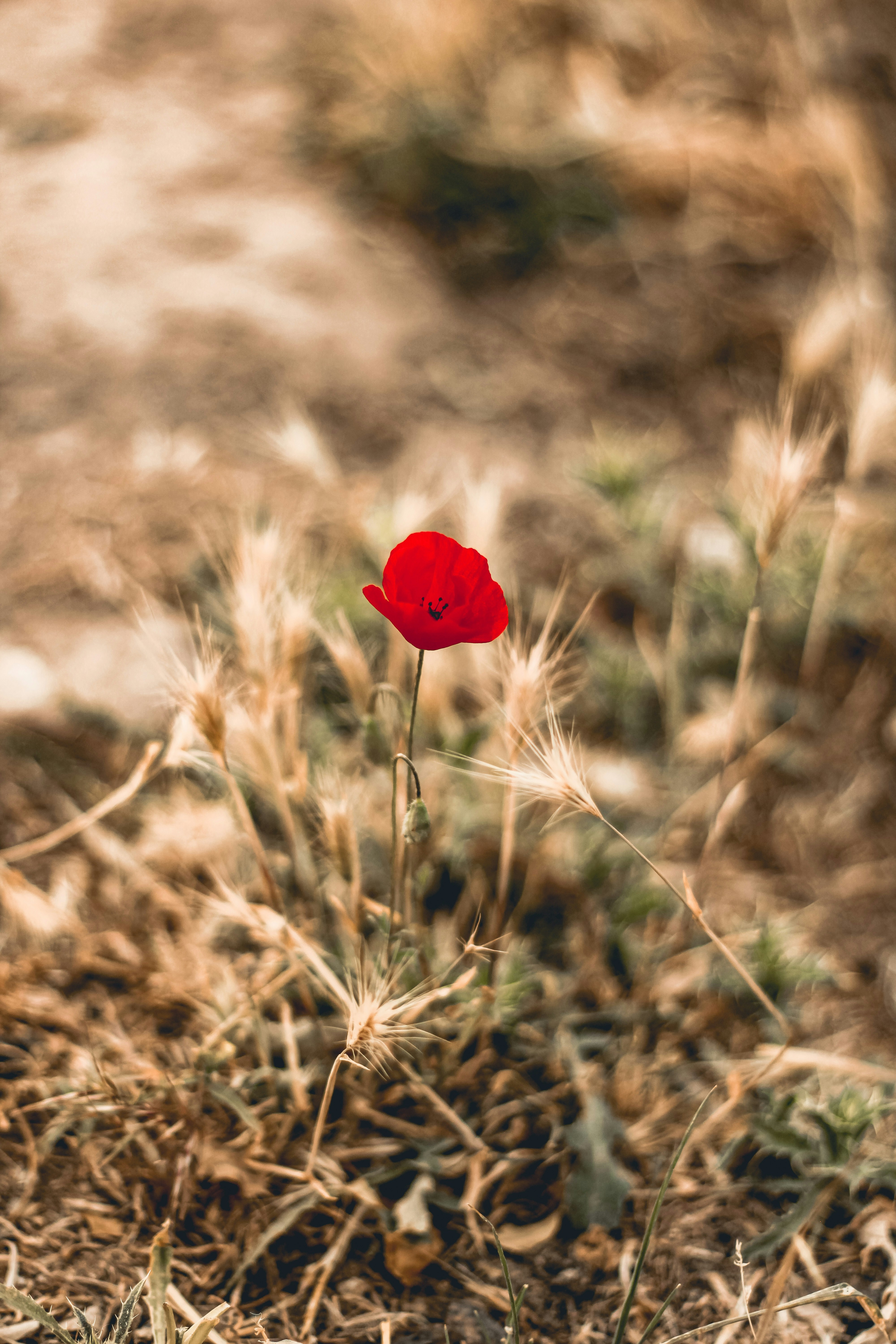 Photo by ihonarrmand