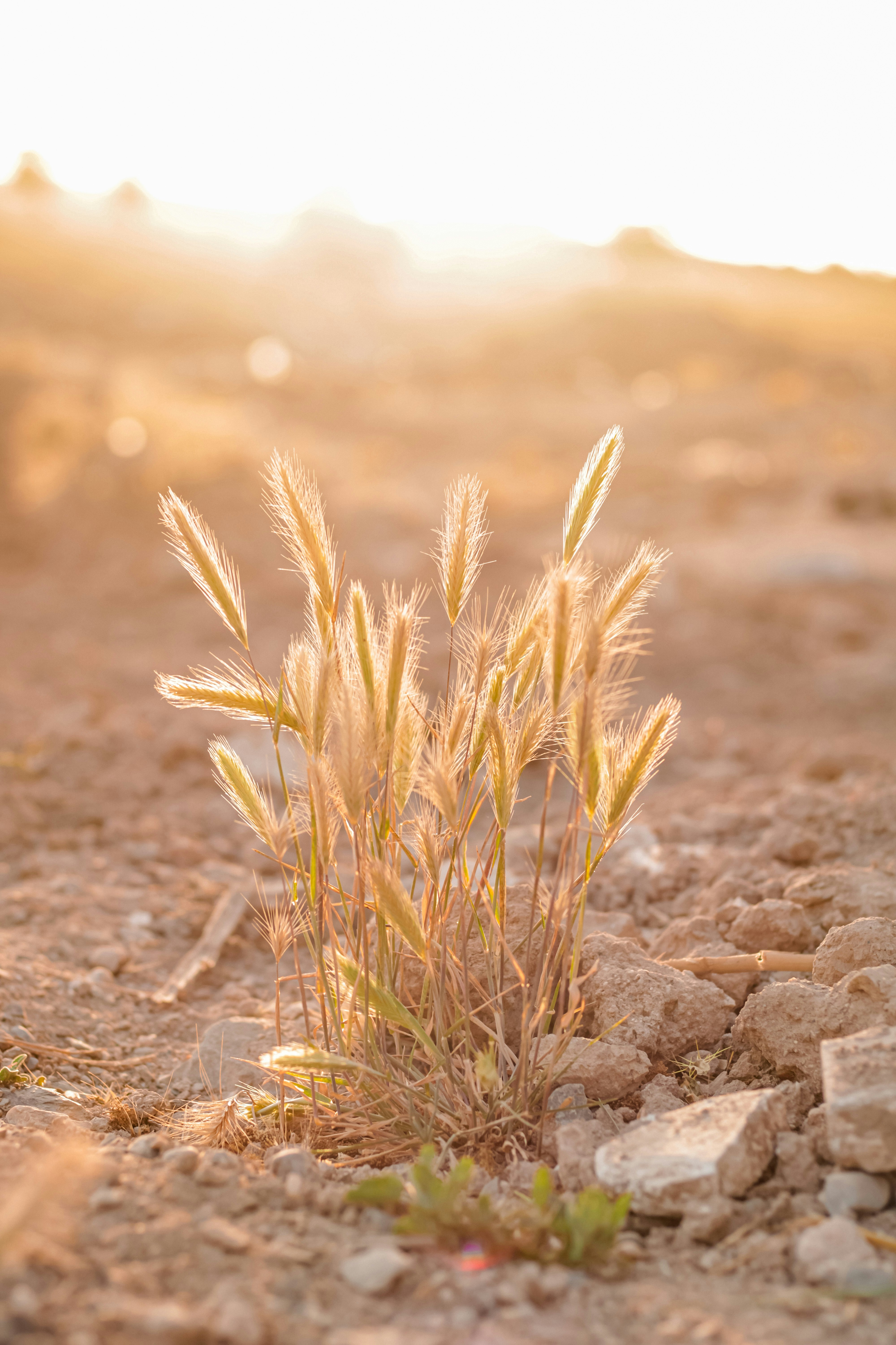 a close up of a plant on a dirt ground