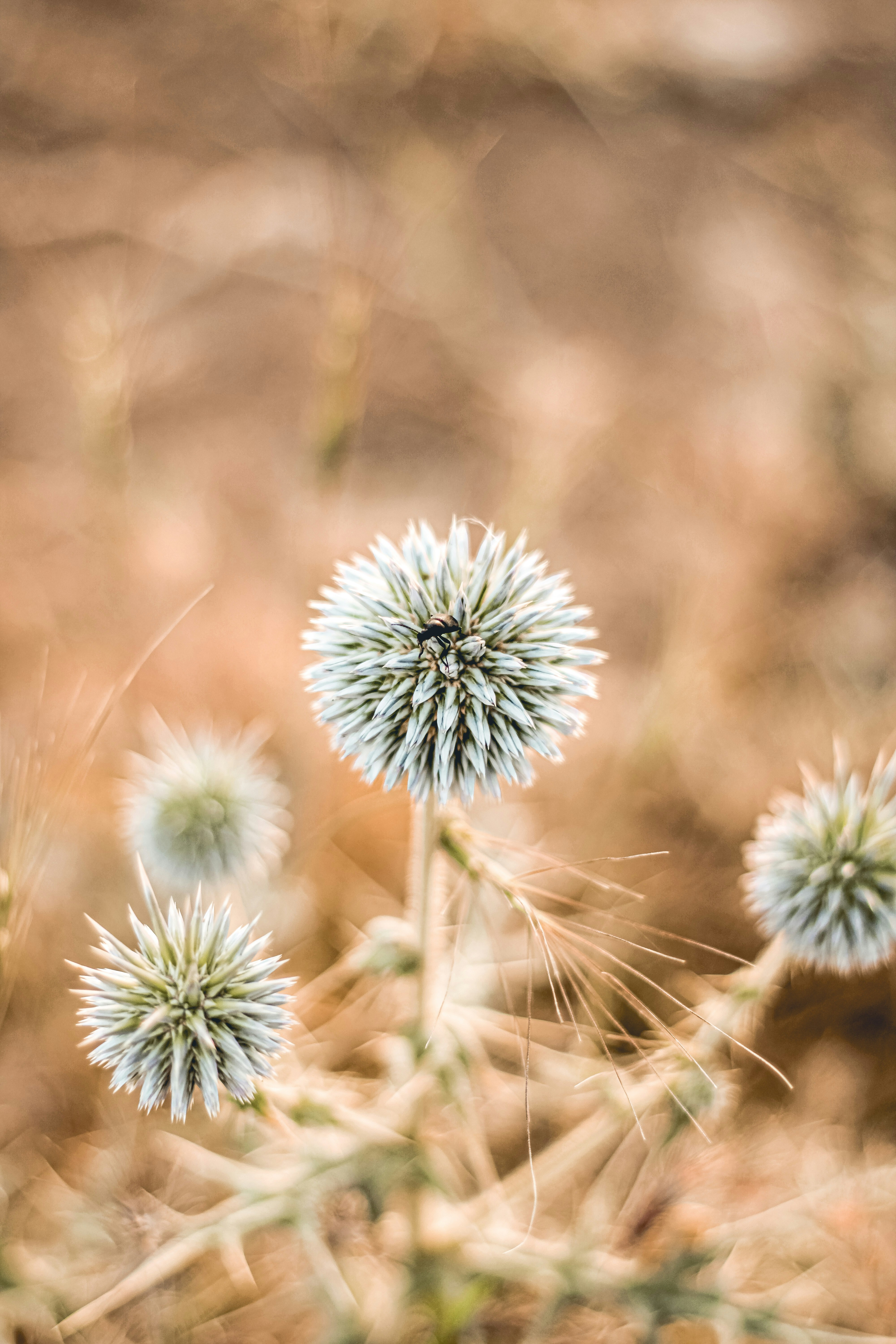 Photo by ihonarrmand