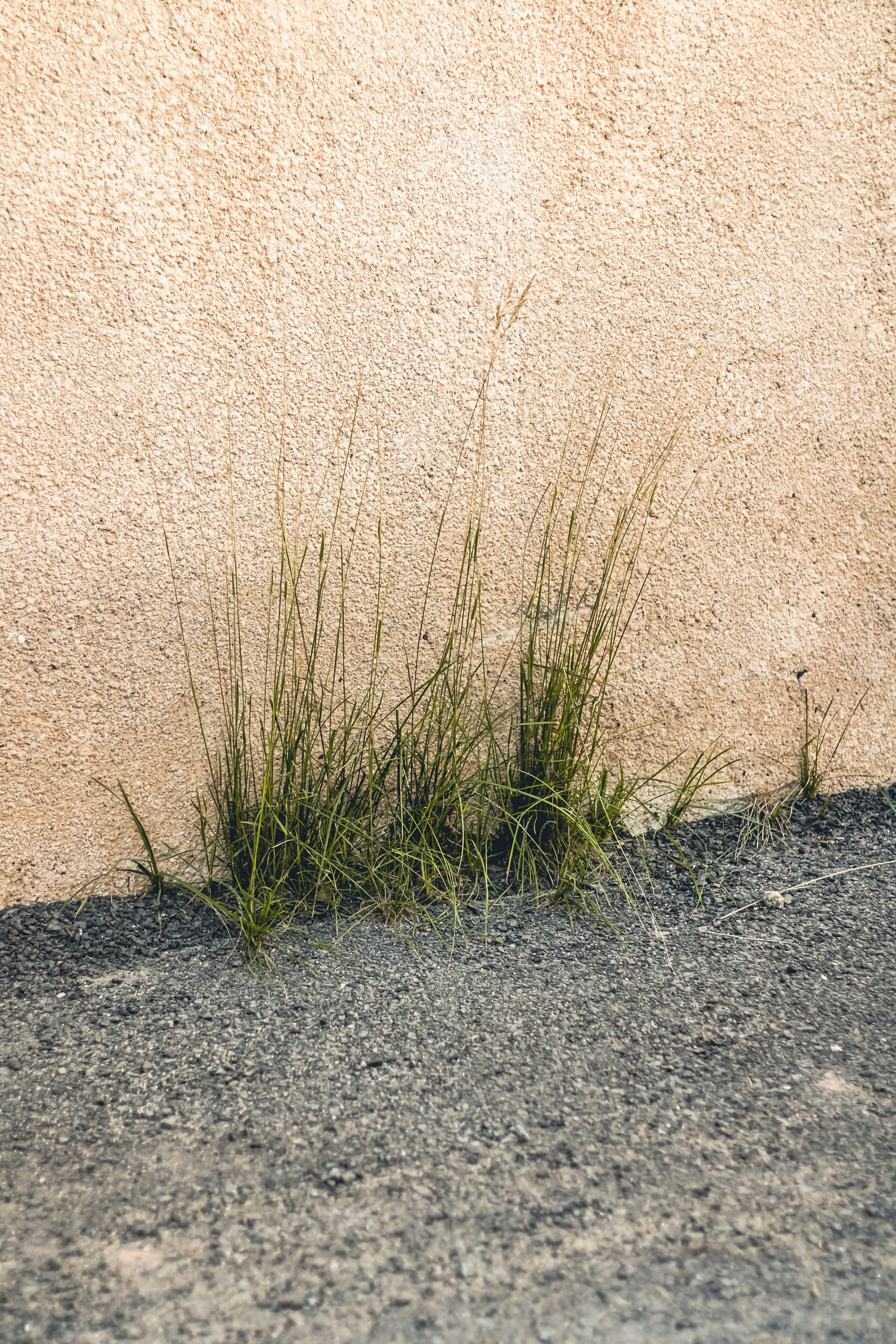 a close up of some grass