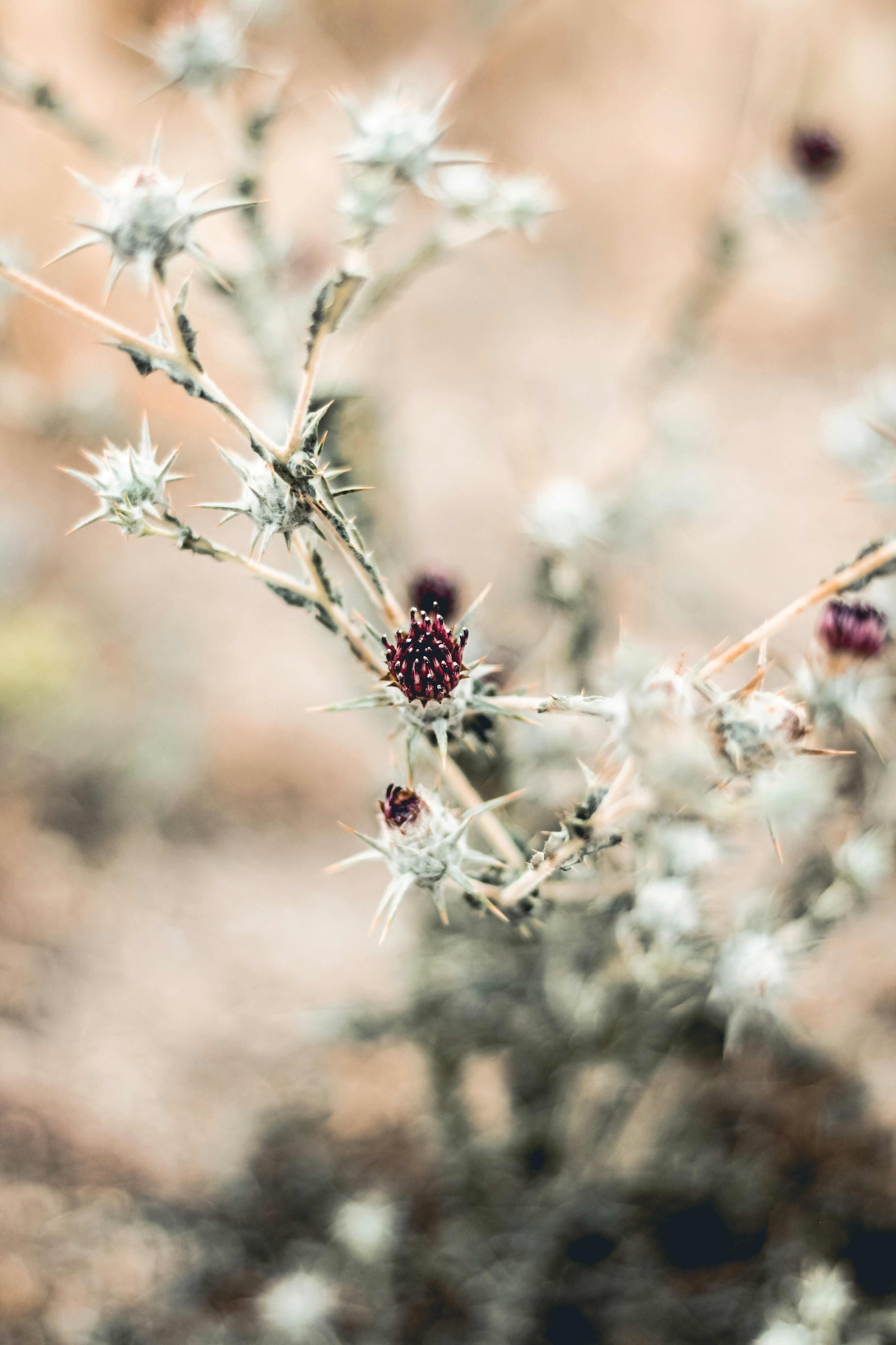 a close up of a plant with small white flowers