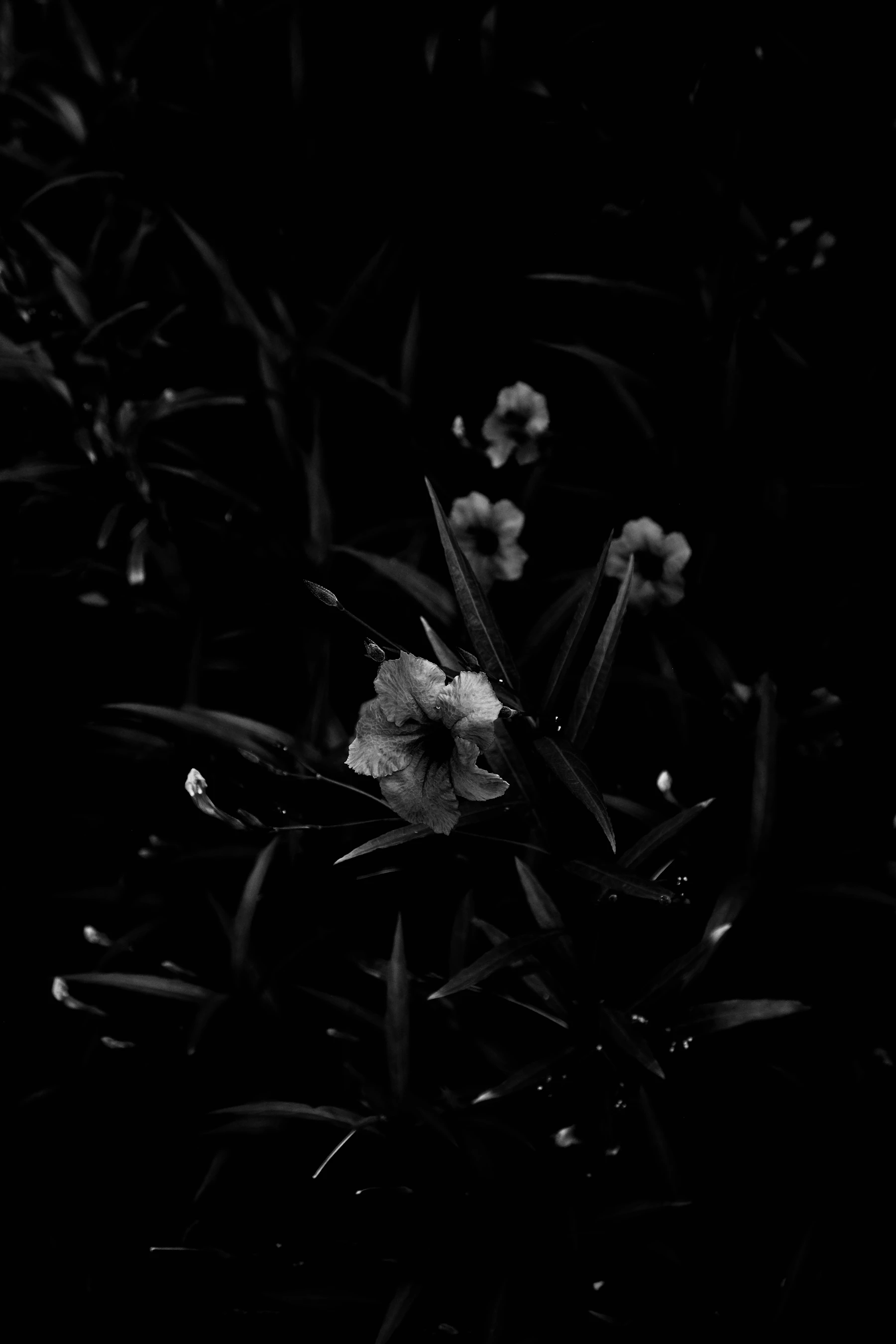 Scent & Memory