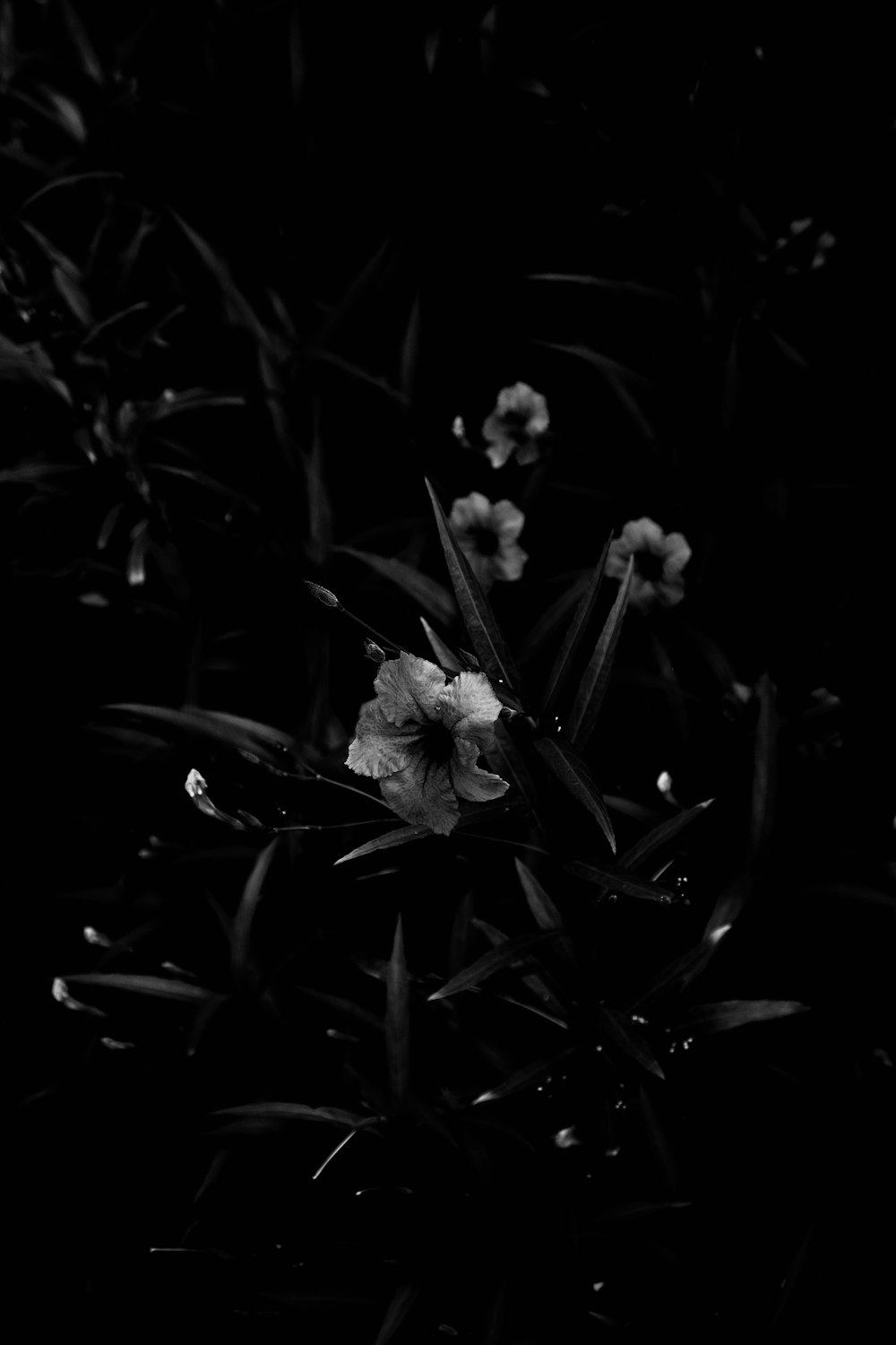 a black and white photo of some flowers