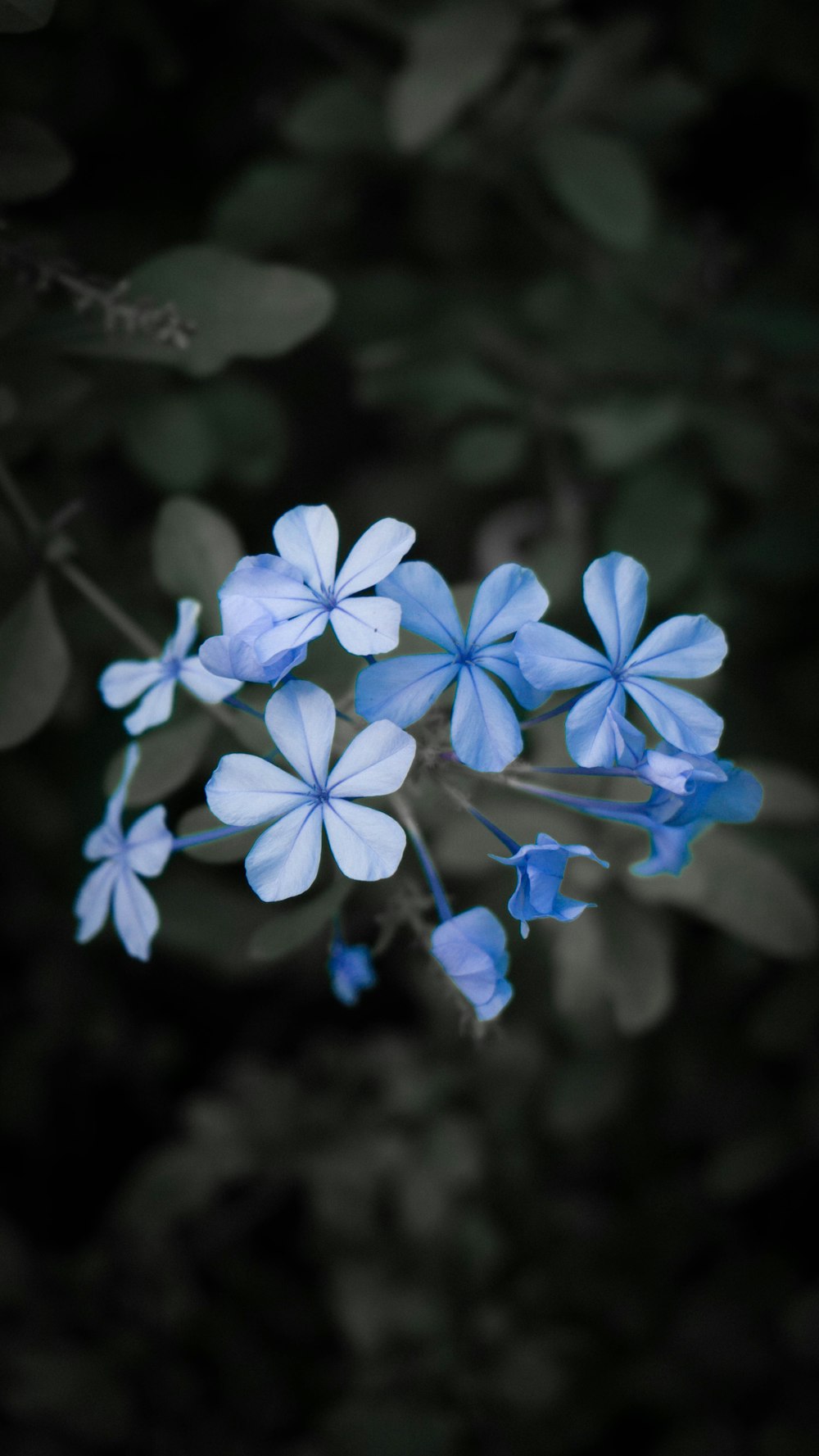 a bunch of blue flowers that are on a branch