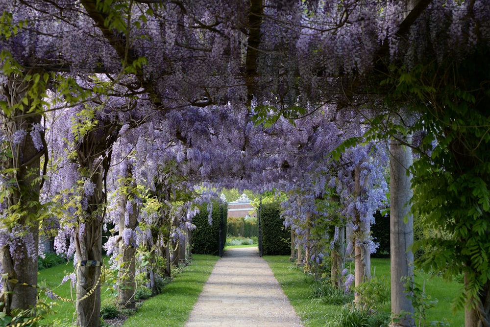 a pathway lined with purple wister trees in a park