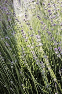 Lavender plants with delicate purple flowers extend upwards, surrounded by tall green stems and leaves. The sunlight creates a gentle, dappled effect, enhancing the vibrant colors and adding a natural glow.