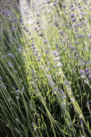 Lavender plants with delicate purple flowers extend upwards, surrounded by tall green stems and leaves. The sunlight creates a gentle, dappled effect, enhancing the vibrant colors and adding a natural glow.