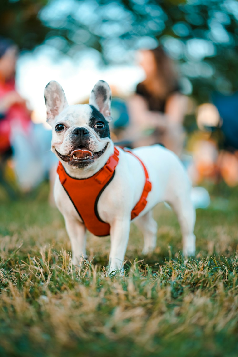 a close up of a dog running in the grass