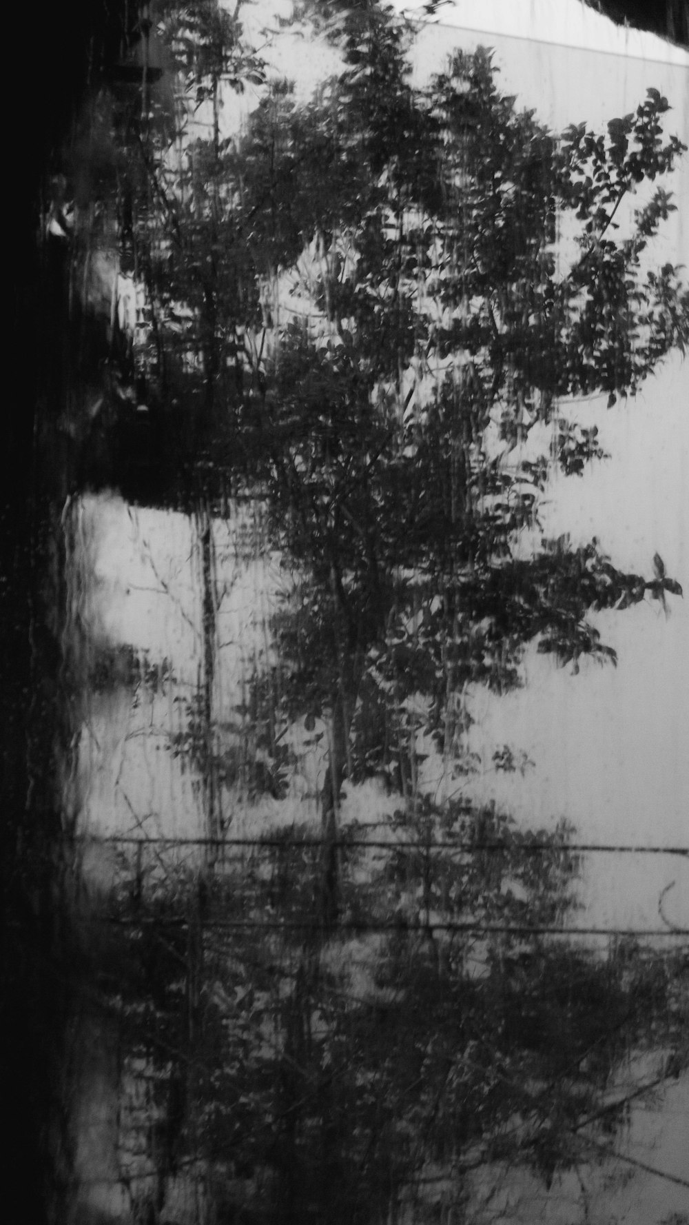 a black and white photo of a tree and fence