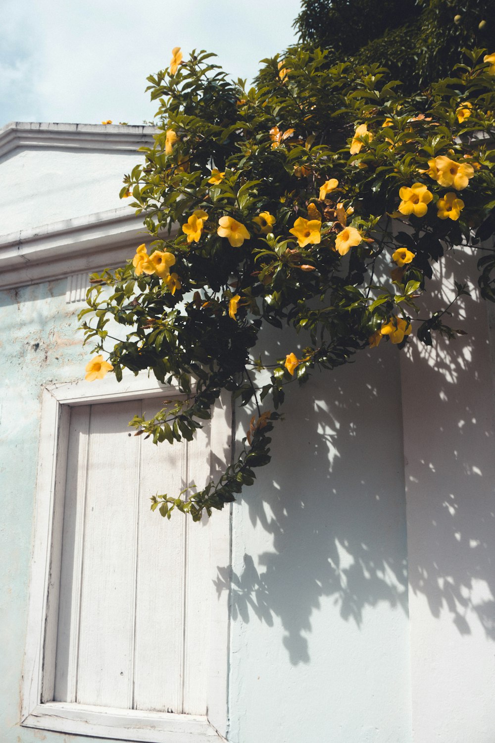a tree with yellow flowers in front of a white building