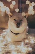 a dog is sitting on the floor in front of some lights