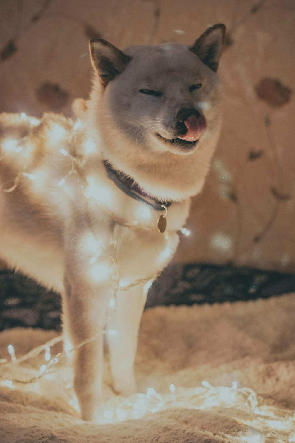 a white dog standing on top of a bed covered in lights