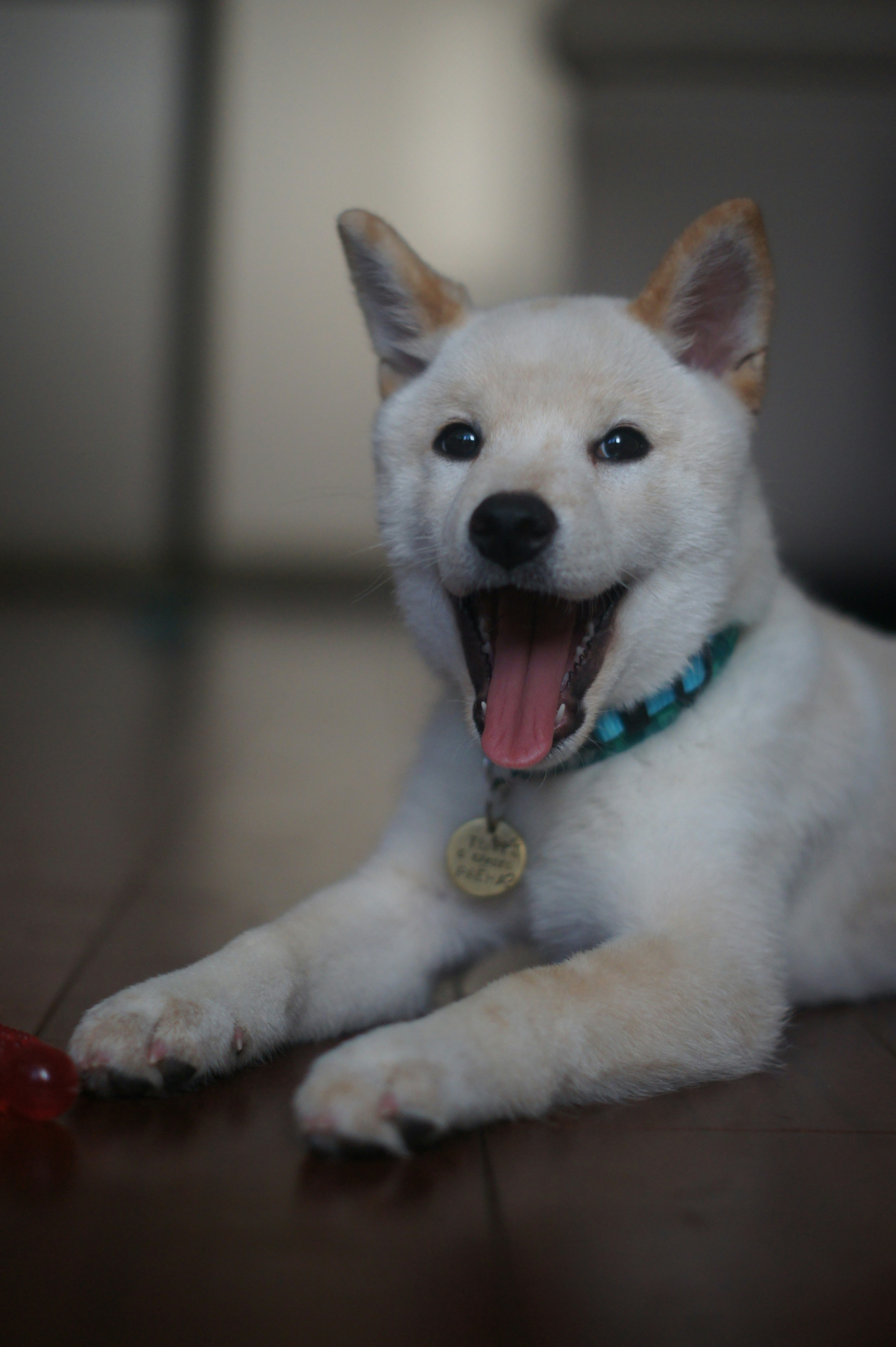 A white dog laying on the floor with its mouth open photo – Free Dog ...