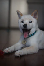 a white dog laying on the floor with its mouth open