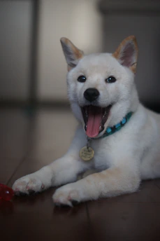 a white dog laying on the floor with its mouth open