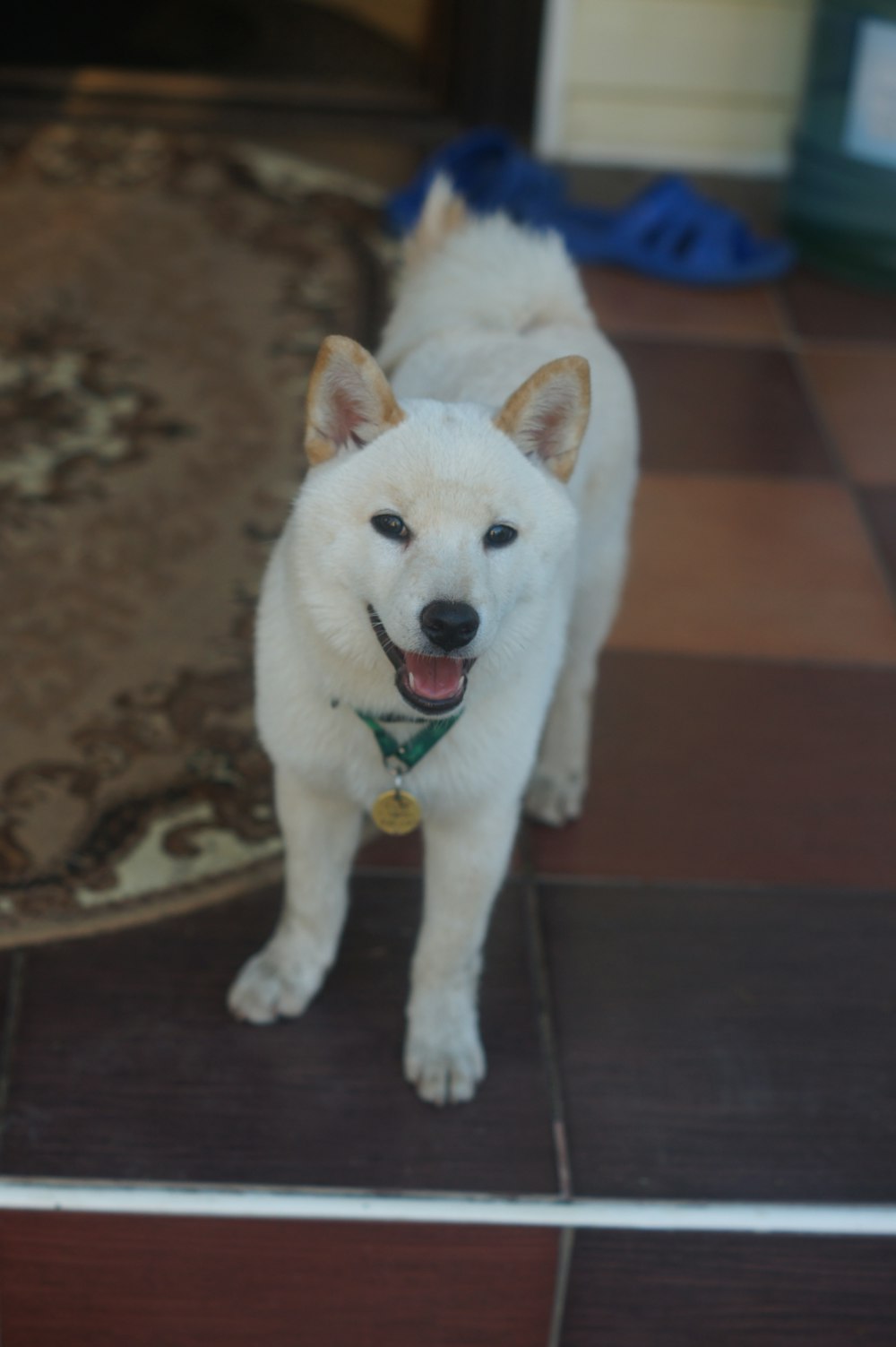 a white dog standing on a tile floor