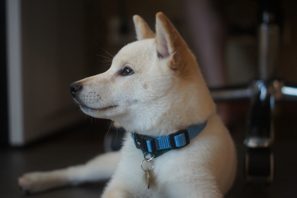 um cão branco com uma coleira azul sentado no chão