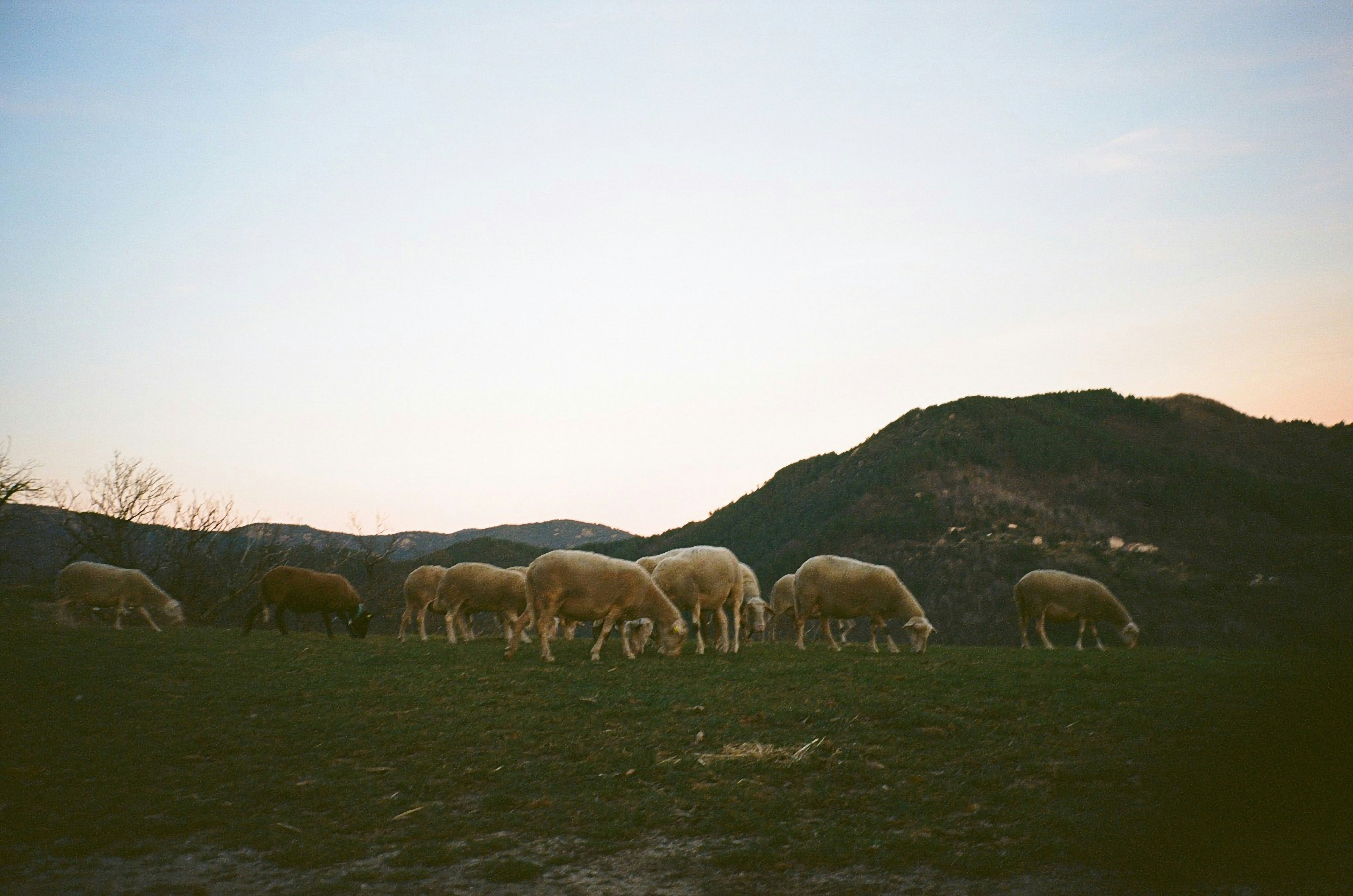 a herd of sheep grazing on a lush green hillside