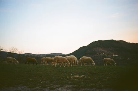 A peaceful pasture with karakul sheep grazing under a clear blue sky at Highland Sky Farm.