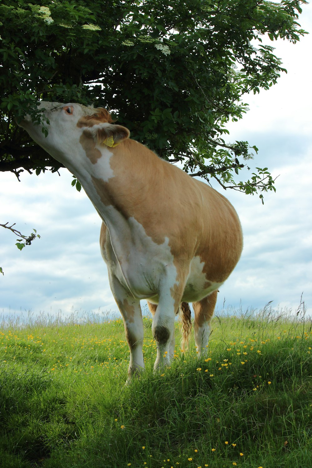 a brown and white cow standing on top of a lush green field