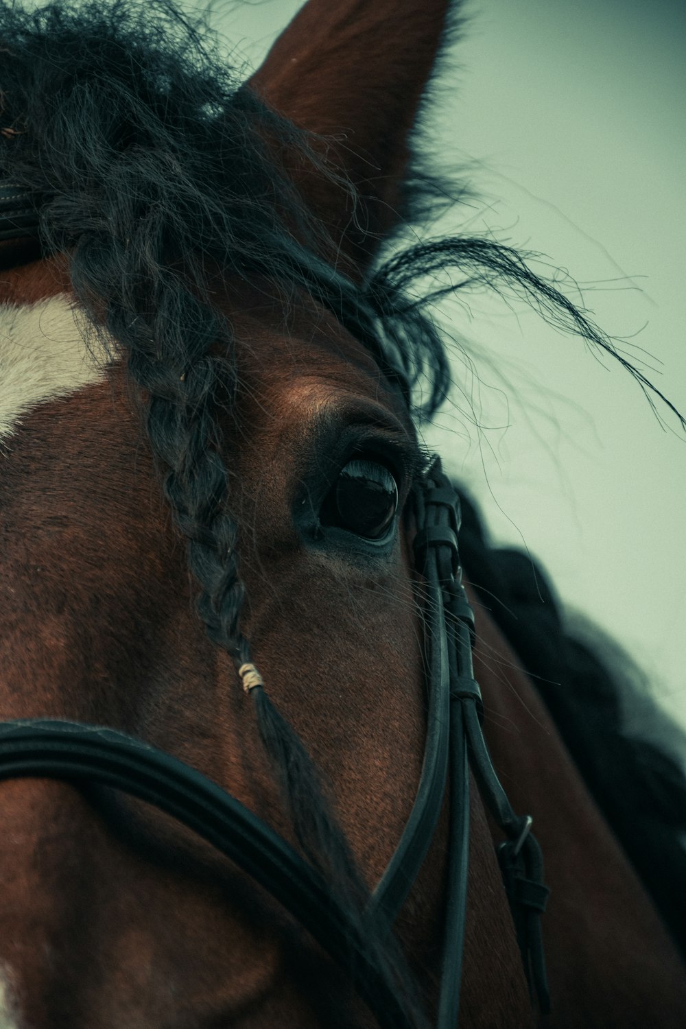 a close up of a horse's face and mane