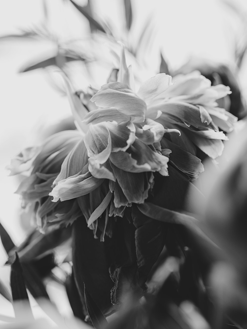 a black and white photo of a bunch of flowers