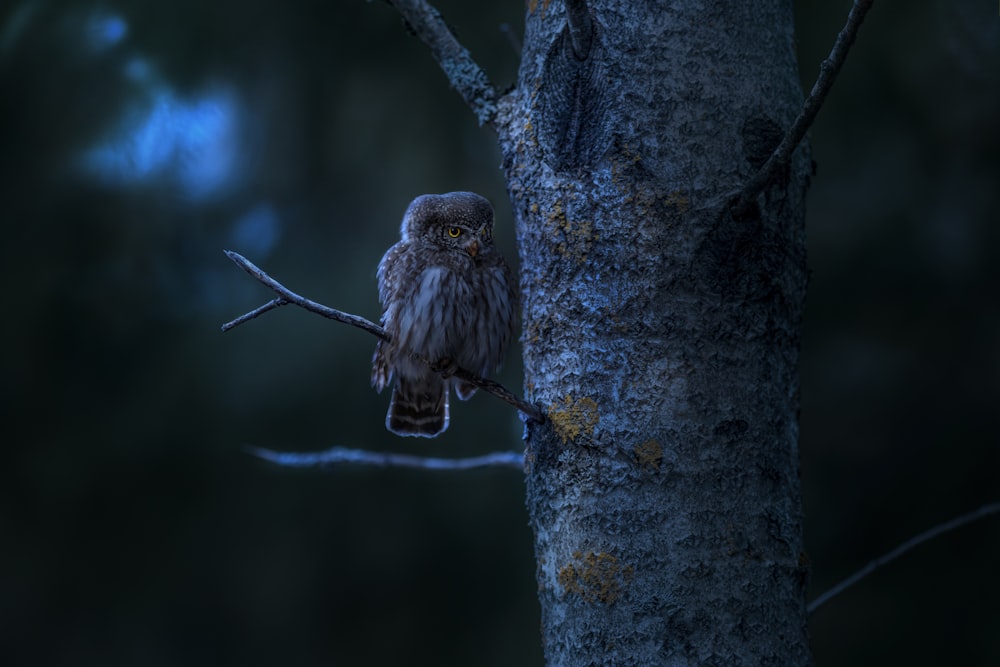 a small owl perched on a tree branch