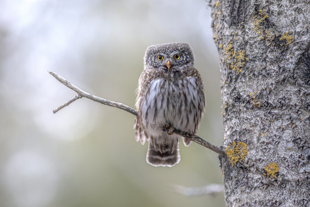 a small owl perched on a tree branch